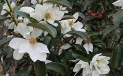 Eternal Spring Magnolia - 3 Gallon Pot 9 Eternal Spring Magnolia - 3 Gallon Pot -Botanica Tree Store magnolia laevifolia x20m maudiae20 eternal spring 7