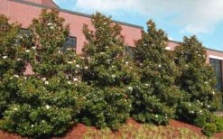 Kay Parris Southern Magnolia - 3 Gallon Pot -Botanica Tree Store magnolia little gem 11 1