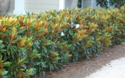 Little Gem Dwarf Southern Magnolia - 7 Gallon Pot (4-5') -Botanica Tree Store magnolia little gem 12 1
