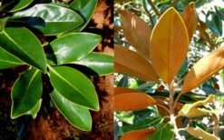 Little Gem Dwarf Southern Magnolia - 3 Gallon Pot (2.5-3.5') -Botanica Tree Store magnolia little gem 16