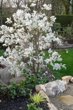 Dr. Merrill Magnolia Tree - 7 Gallon Pot (6-7') -Botanica Tree Store magnolia loebneri dr merrill 1