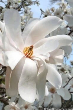 Dr. Merrill Magnolia Tree - 7 Gallon Pot (6-7') -Botanica Tree Store magnolia loebneri dr merrill 10