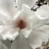 Dr. Merrill Magnolia Tree - 7 Gallon Pot (6-7')