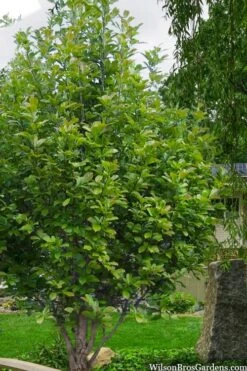 Dr. Merrill Magnolia Tree - 7 Gallon Pot (6-7') -Botanica Tree Store magnolia loebneri dr merrill 12