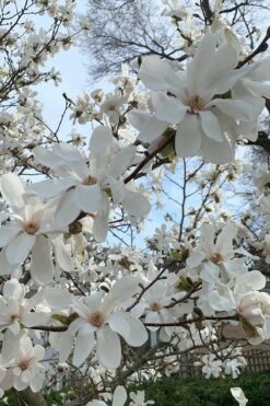 Dr. Merrill Magnolia Tree - 7 Gallon Pot (6-7') -Botanica Tree Store magnolia loebneri dr merrill 2