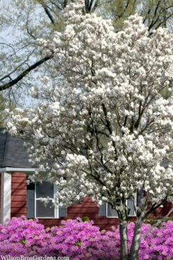 Dr. Merrill Magnolia Tree - 7 Gallon Pot (6-7') -Botanica Tree Store magnolia loebneri dr merrill 4