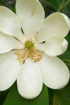 Moonglow Sweetbay Magnolia Tree (Magnolia Virginiana 'Jim Wilson') - 1 Gallon Pot 12 Moonglow Sweetbay Magnolia Tree (Magnolia Virginiana 'Jim Wilson') - 1 Gallon Pot -Botanica Tree Store magnolia moonglow sweetbay flower 1