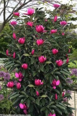 Pink Pyramid Magnolia (Tulip Tree) - 7 Gallon Pot -Botanica Tree Store magnolia pink pyramid tulip tree 120copy