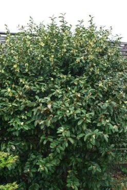 Serendipity Banana Shrub (Magnolia Figo) - 3 Gallon Pot -Botanica Tree Store magnolia serendipity banana shrub 2