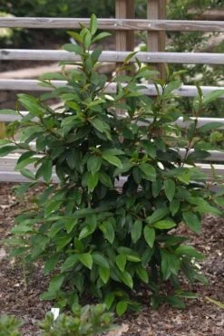 Serendipity Banana Shrub (Magnolia Figo) - 3 Gallon Pot -Botanica Tree Store magnolia serendipity banana shrub 3