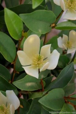 Serendipity Banana Shrub (Magnolia Figo) - 3 Gallon Pot -Botanica Tree Store magnolia serendipity banana shrub 4
