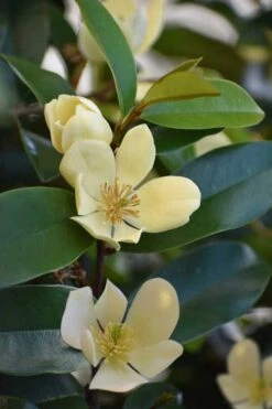 Serendipity Banana Shrub (Magnolia Figo) - 3 Gallon Pot -Botanica Tree Store magnolia serendipity banana shrub 5