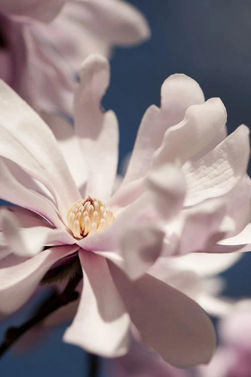 Waterlily Star Magnolia Tree - 3 Gallon Pot 10 Waterlily Star Magnolia Tree - 3 Gallon Pot - Image 10