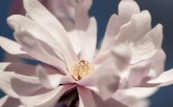 Waterlily Star Magnolia Tree - 3 Gallon Pot 19 Waterlily Star Magnolia Tree - 3 Gallon Pot -Botanica Tree Store magnolia stellata waterlily 103