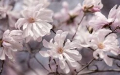 Waterlily Star Magnolia Tree - 3 Gallon Pot 16 Waterlily Star Magnolia Tree - 3 Gallon Pot -Botanica Tree Store magnolia stellata waterlily 106