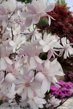 Waterlily Star Magnolia Tree - 3 Gallon Pot 15 Waterlily Star Magnolia Tree - 3 Gallon Pot -Botanica Tree Store magnolia stellata waterlily 108