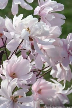 Waterlily Star Magnolia Tree - 3 Gallon Pot 23 Waterlily Star Magnolia Tree - 3 Gallon Pot -Botanica Tree Store magnolia stellata waterlily 109