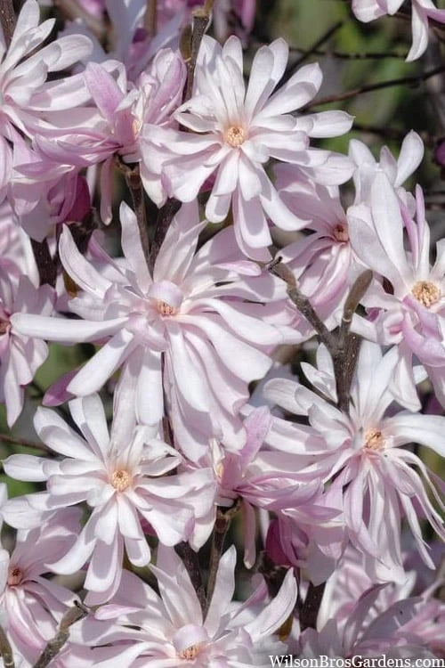 Waterlily Star Magnolia Tree - 3 Gallon Pot 1 Waterlily Star Magnolia Tree - 3 Gallon Pot