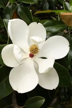 Teddy Bear Dwarf Southern Magnolia - 7 Gallon Pot (3-4') -Botanica Tree Store magnolia teddy bear 3 1