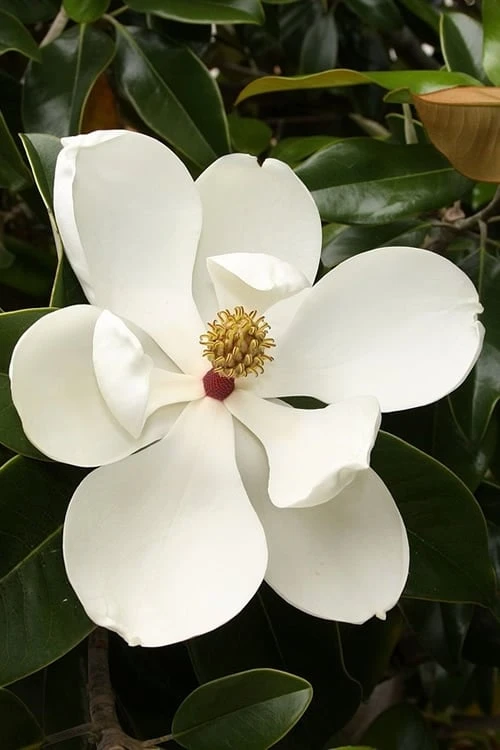 Teddy Bear Dwarf Southern Magnolia - 3 Gallon Pot 6 Teddy Bear Dwarf Southern Magnolia - 3 Gallon Pot - Image 6
