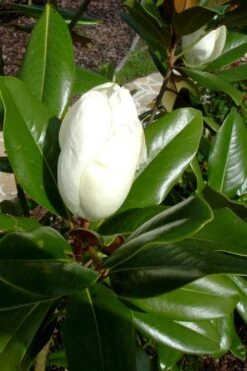 Victoria Cold Hardy Evergreen Magnolia - 3 Gallon Pot 12 Victoria Cold Hardy Evergreen Magnolia - 3 Gallon Pot -Botanica Tree Store magnolia victoria 8