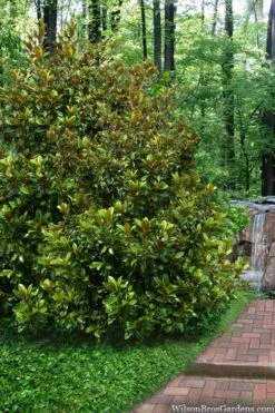 Victoria Cold Hardy Evergreen Magnolia - 3 Gallon Pot 11 Victoria Cold Hardy Evergreen Magnolia - 3 Gallon Pot -Botanica Tree Store magnolia victoria 9
