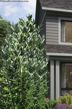 Silver Mist Sweetbay Magnolia - 3 Gallon Pot -Botanica Tree Store magnolia virginiana silver mist sweetbay 2