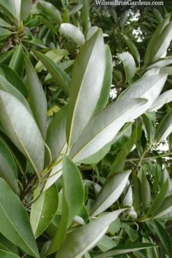 Silver Mist Sweetbay Magnolia - 3 Gallon Pot -Botanica Tree Store magnolia virginiana silver mist sweetbay 4