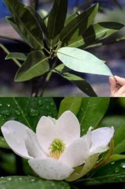 Silver Mist Sweetbay Magnolia - 3 Gallon Pot -Botanica Tree Store magnolia virginiana silver mist sweetbay 6