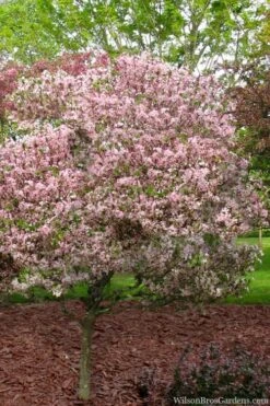 Southern Crabapple (Malus Angustifolia) - 1 Gallon Pot -Botanica Tree Store malus angustifolia southern crabapple tree 8
