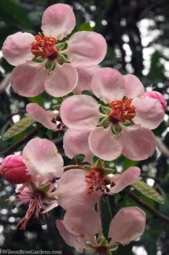 Southern Crabapple (Malus Angustifolia) - 1 Gallon Pot -Botanica Tree Store malus angustifolia southern crabapple tree flowers 2