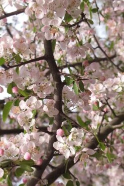 Southern Crabapple (Malus Angustifolia) - 1 Gallon Pot -Botanica Tree Store malus angustifolia southern crabapple tree flowers 4