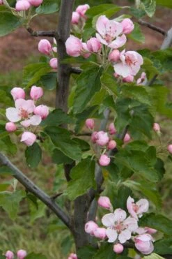American Sweet Crabapple Tree (Malus Coronaria) - 1 Gallon Pot -Botanica Tree Store malus coronaria american sweet crabapple 2