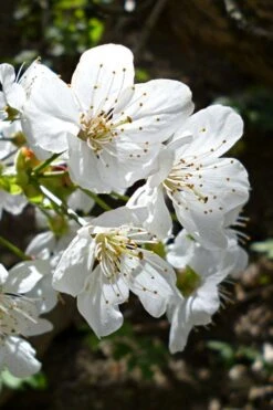 American Sweet Crabapple Tree (Malus Coronaria) - 1 Gallon Pot -Botanica Tree Store malus coronaria american sweet crabapple 3