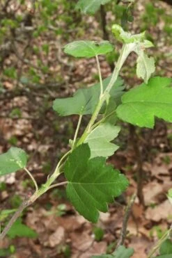 American Sweet Crabapple Tree (Malus Coronaria) - 1 Gallon Pot -Botanica Tree Store malus coronaria american sweet crabapple 5