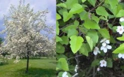 American Sweet Crabapple Tree (Malus Coronaria) - 1 Gallon Pot -Botanica Tree Store malus coronaria american sweet crabapple 6