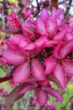 Royal Raindrops Crabapple Tree - 7 Gallon Pot (3-4') -Botanica Tree Store malus royal raindrops crabapple tree 22