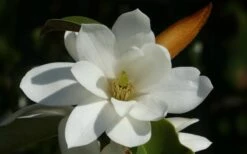 Fairy White Magnolia - 3 Gallon Pot 15 Fairy White Magnolia - 3 Gallon Pot -Botanica Tree Store michelia doltsopa fairy white magnolia 11