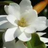Fairy White Magnolia - 3 Gallon Pot