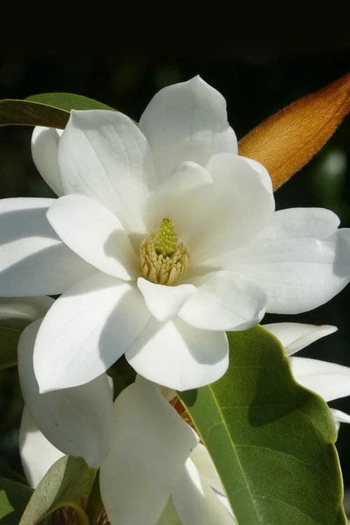 Fairy White Magnolia - 3 Gallon Pot 1 Fairy White Magnolia - 3 Gallon Pot