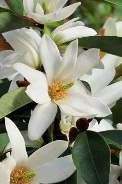 Fairy White Magnolia - 3 Gallon Pot 12 Fairy White Magnolia - 3 Gallon Pot -Botanica Tree Store michelia doltsopa fairy white magnolia 7