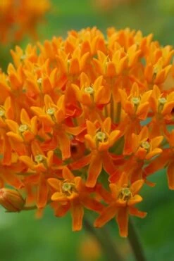 Orange Butterfly Milkweed - Asclepias Tuberosa - 10 Pack Of Quart Pots -Botanica Tree Store milkweed butterfly weed