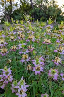 Beebop Bee Balm (Monarda Punctata) - 5 Pack Of Quart Pots -Botanica Tree Store monarda punctata beebop bee balm 3