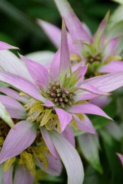 Beebop Bee Balm (Monarda Punctata) - 5 Pack Of Quart Pots -Botanica Tree Store monarda punctata beebop bee balm 4
