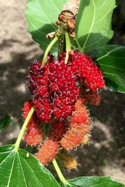 Red Mulberry Tree (Morus Rubra) - 5 Gallon Pot -Botanica Tree Store morus rubra red mulberry berries 12