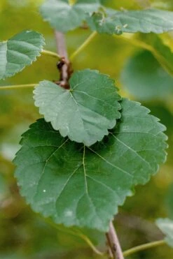 Red Mulberry Tree (Morus Rubra) - 5 Gallon Pot -Botanica Tree Store morus rubra red mulberry leaves 1