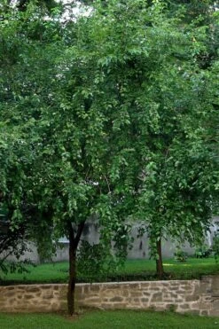 Red Mulberry Tree (Morus Rubra) - 5 Gallon Pot -Botanica Tree Store morus rubra red mulberry tree 1