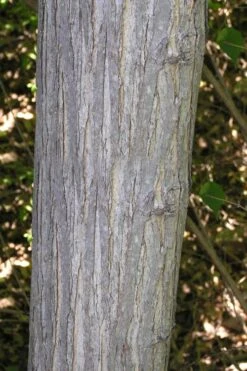 Red Mulberry Tree (Morus Rubra) - 5 Gallon Pot -Botanica Tree Store morus rubra red mulberry trunk bark 1