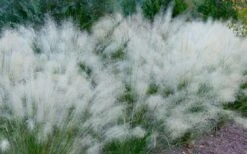 White Cloud Muhly Grass - 8 Pack Of 1 Gallon Pots -Botanica Tree Store muhlenbergia capillaris white cloud muhly grass 102