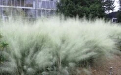 White Cloud Muhly Grass - 8 Pack Of 1 Gallon Pots -Botanica Tree Store muhlenbergia capillaris white cloud muhly grass 103